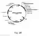 Fig. 27 - Methods for producing hyaluronan in a recombinant host cell