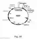 Fig. 31 - Methods for producing hyaluronan in a recombinant host cell