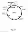 Fig. 32 - Methods for producing hyaluronan in a recombinant host cell