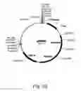Fig. 33 - Methods for producing hyaluronan in a recombinant host cell