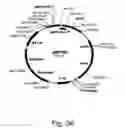 Fig. 37 - Methods for producing hyaluronan in a recombinant host cell