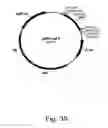 Fig. 40 - Methods for producing hyaluronan in a recombinant host cell