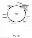 Fig. 41 - Methods for producing hyaluronan in a recombinant host cell