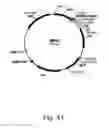 Fig. 42 - Methods for producing hyaluronan in a recombinant host cell