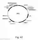 Fig. 43 - Methods for producing hyaluronan in a recombinant host cell