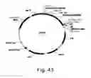 Fig. 44 - Methods for producing hyaluronan in a recombinant host cell
