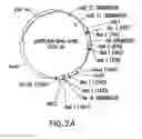 Fig. 03 - Methods and compositions for seamless cloning of nucleic acid molecules