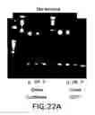 Fig. 32 - Methods and compositions for seamless cloning of nucleic acid molecules