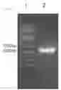 Fig. 02 - Transformant comprising gene coding for ws/dgat and method of producing fatty acid ethyl esters using the same
