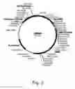 Fig. 04 - Polypeptides having acetylxylan esterase activity and polynucleotides encoding same
