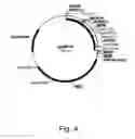 Fig. 05 - Polypeptides having C4 dicarboxylic acid transporter activity and polynucleotides encoding same