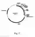 Fig. 08 - Polypeptides having C4 dicarboxylic acid transporter activity and polynucleotides encoding same