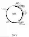 Fig. 11 - Polypeptides having C4 dicarboxylic acid transporter activity and polynucleotides encoding same
