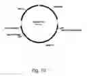 Fig. 12 - Polypeptides having C4 dicarboxylic acid transporter activity and polynucleotides encoding same