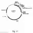 Fig. 13 - Polypeptides having C4 dicarboxylic acid transporter activity and polynucleotides encoding same