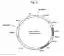 Fig. 03 - METHOD FOR FERMENTATION CULTURE IN MEDIUM CONTAINING XYLOSE