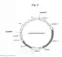 Fig. 07 - METHOD FOR FERMENTATION CULTURE IN MEDIUM CONTAINING XYLOSE