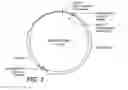 Fig. 04 - Glucoamylase variants with altered properties