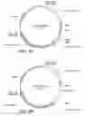 Fig. 12 - Glucoamylase variants with altered properties