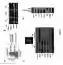 Fig. 02 - CARDIOMYOCYTE CELL POPULATIONS