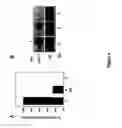 Fig. 05 - CARDIOMYOCYTE CELL POPULATIONS