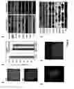 Fig. 06 - CARDIOMYOCYTE CELL POPULATIONS
