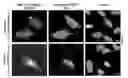 Fig. 12 - METHODS AND KITS FOR REGULATING INTRACELLULAR TRAFFICKING OF A TARGET PROTEIN