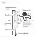 Fig. 02 - PROCESS FOR PRODUCTION OF BIOARTIFICIAL ORGAN