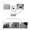 Fig. 03 - PROCESS FOR PRODUCTION OF BIOARTIFICIAL ORGAN