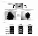 Fig. 07 - PROCESS FOR PRODUCTION OF BIOARTIFICIAL ORGAN