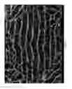 Fig. 22 - Porous polymer scaffolds for neural tissue engineering and methods of producing the same