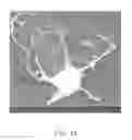Fig. 11 - Method for making nerve graft