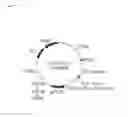 Fig. 02 - Cellulose degradable yeast and method for production thereof