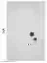 Fig. 15 - METHOD FOR DETECTING NUCLEATED CELLS
