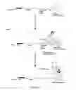 Fig. 05 - In vitro peptide expression library