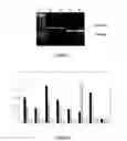 Fig. 06 - In vitro peptide expression library