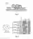 Fig. 07 - Compositions and methods for assessing cytotoxicity of single cells
