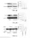 Fig. 10 - Compounds and methods for treating bone disorders and controlling weight