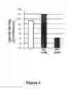 Fig. 03 - Peptides and uses thereof to modulate IGF-1 synthesis and IGF-1 receptor expression