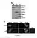Fig. 02 - COMPOSITIONS AND MODULATION OF MYOCYTE ENHANCER FACTOR 2 (MEF2)
