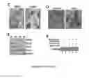 Fig. 03 - COMPOSITIONS AND MODULATION OF MYOCYTE ENHANCER FACTOR 2 (MEF2)
