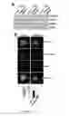 Fig. 04 - COMPOSITIONS AND MODULATION OF MYOCYTE ENHANCER FACTOR 2 (MEF2)