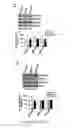 Fig. 05 - COMPOSITIONS AND MODULATION OF MYOCYTE ENHANCER FACTOR 2 (MEF2)