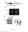 Fig. 13 - COMPOSITIONS AND MODULATION OF MYOCYTE ENHANCER FACTOR 2 (MEF2)