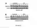 Fig. 16 - COMPOSITIONS AND MODULATION OF MYOCYTE ENHANCER FACTOR 2 (MEF2)