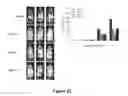 Fig. 34 - Therapeutic peptidomimetic macrocycles