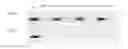 Fig. 01 - Short-chain cationic polyamino acid and use thereof