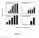 Fig. 03 - Phosphorylated derivatives of a U1-70K peptide and their use in the treatment of autoimmune pathologies