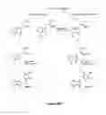 Fig. 10 - Inhibitors of cellular necrosis