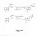 Fig. 12 - Inhibitors of cellular necrosis